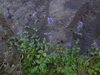 Nepeta racemosa 4, Blauw kattenkruid, Saxifraga-Ed Stikvoort